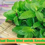 Manfaat Daun Mint untuk Kesehatan