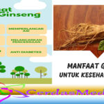 Manfaat Ginseng untuk Kesehatan Tubuh