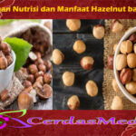 Kandungan Nutrisi dan Manfaat Hazelnut bagi Tubuh