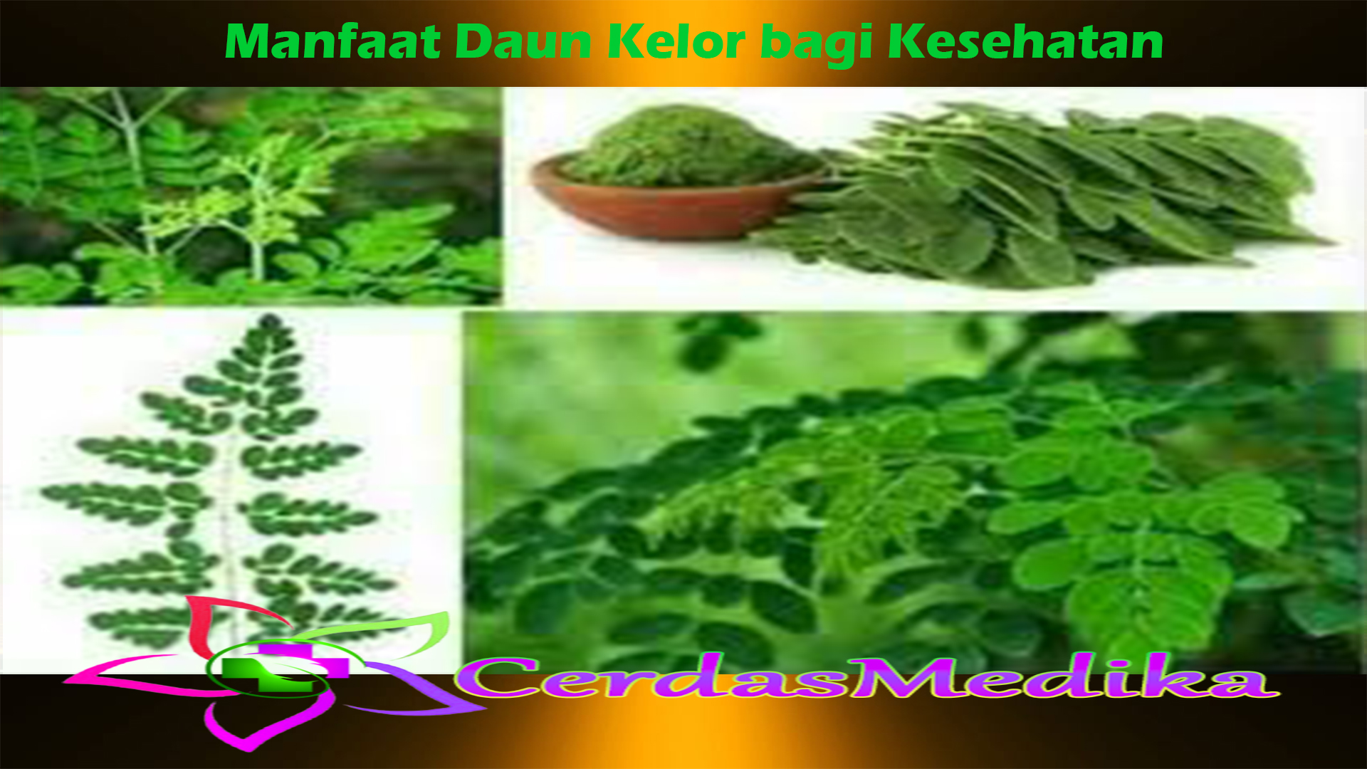 Manfaat Daun Kelor bagi Kesehatan