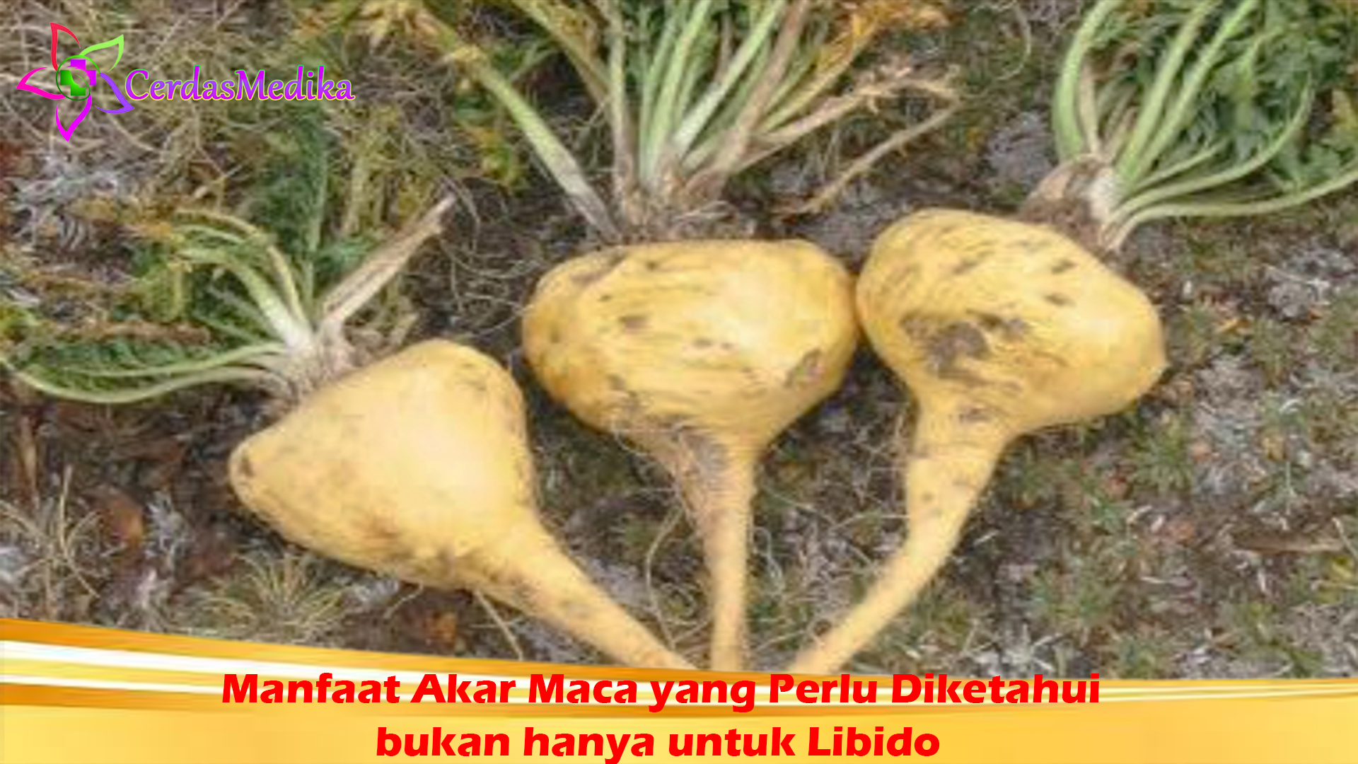 Manfaat Akar Maca yang Perlu Diketahui bukan hanya untuk Libido