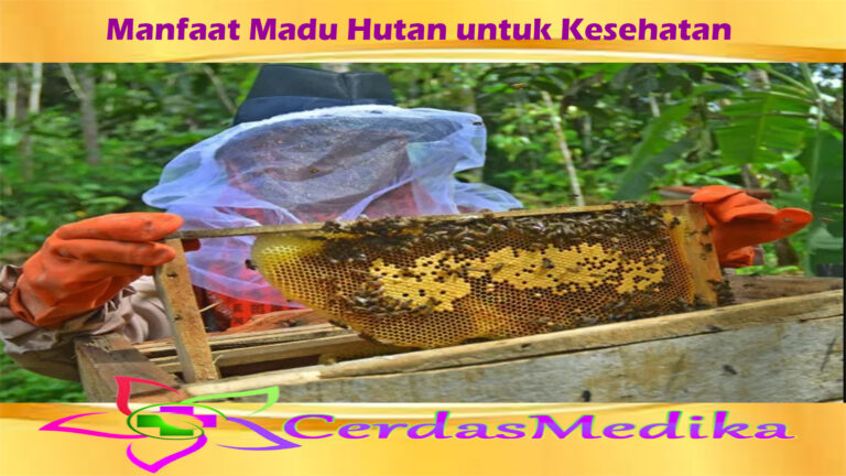 Manfaat Madu Hutan untuk Kesehatan