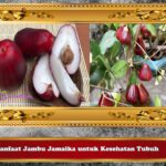 Manfaat Jambu